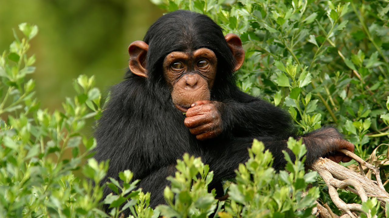 Chimpanzees in the forested enclosure of Ngamba Island sanctuary