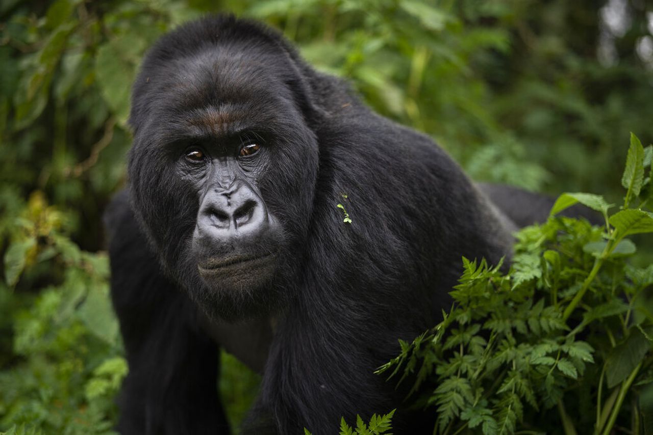 A habituated mountain gorilla family in the steep forest of the Nkuringo sector