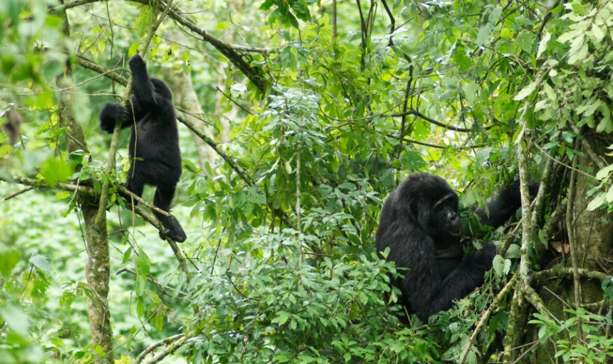 Nkuringo Sector Gorilla Trekking: How Difficult Is It Really?