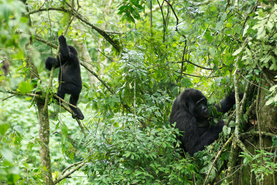 Nkuringo sector gorilla trekking difficulty — steep forest trail in Bwindi, Uganda