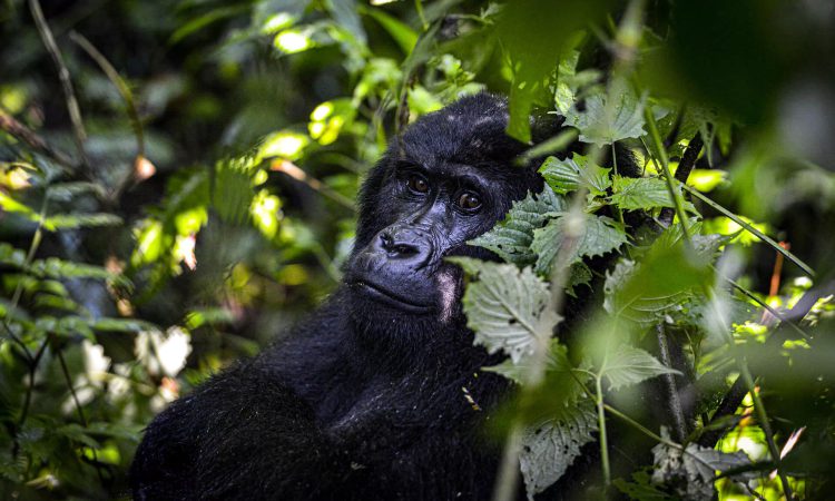 Forest trail near the Nshongi River in Rushaga sector, Bwindi
