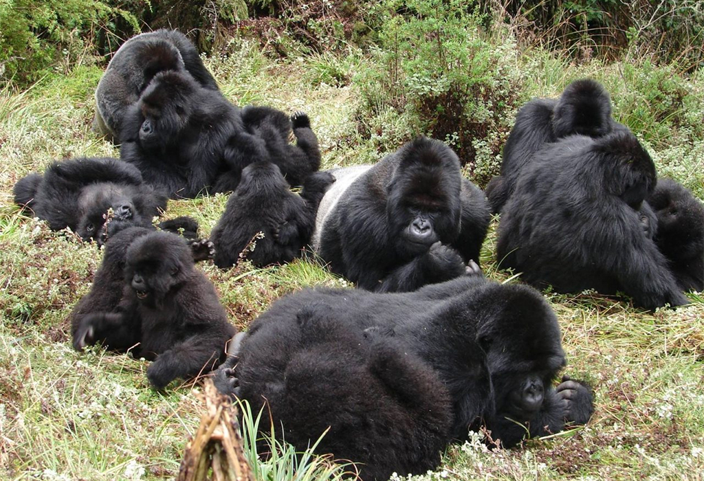 The Nyakagezi gorilla family in Mgahinga Gorilla National Park