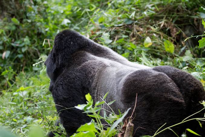 The Nyakagezi gorilla family in Mgahinga Gorilla National Park