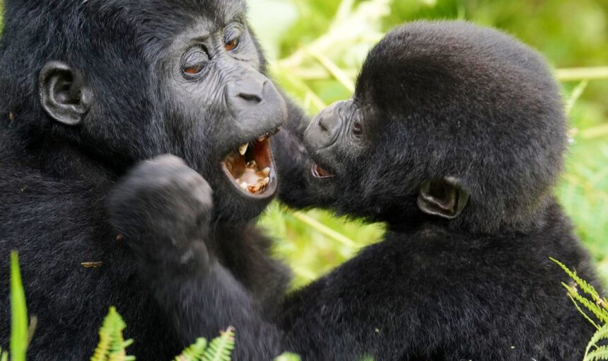 Nyakagezi Gorilla Family: Mgahinga’s Border-Crossing Group