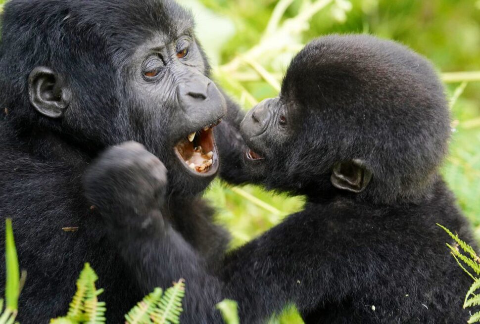 Nyakagezi gorilla family in the forest of Mgahinga Gorilla National Park, Uganda