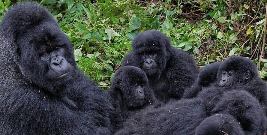 Nyakagezi Gorilla Family: Mgahinga's Border-Crossing Group 5 Multiple silverbacks within the Nyakagezi gorilla family in Mgahinga