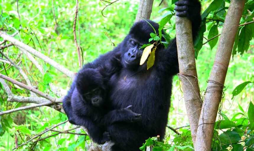 Oruzogo Gorilla Family: Ruhija’s Lively Highland Group