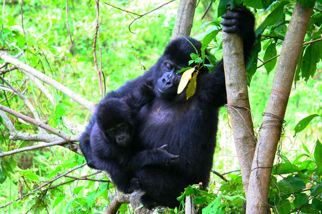 Oruzogo gorilla family in the highland forest of Ruhija sector, Bwindi Impenetrable National Park