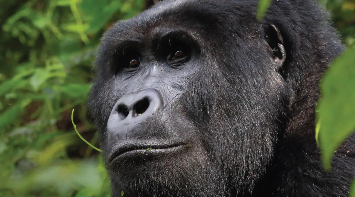 Juvenile gorillas of the Oruzogo family playing in the undergrowth of Ruhija, Bwindi