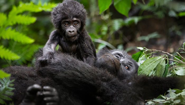 Silverback of the Oruzogo gorilla family in the forest of Ruhija, Bwindi