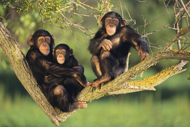 Other primates in Kibale Forest — red colobus monkey in the canopy of Kibale Forest