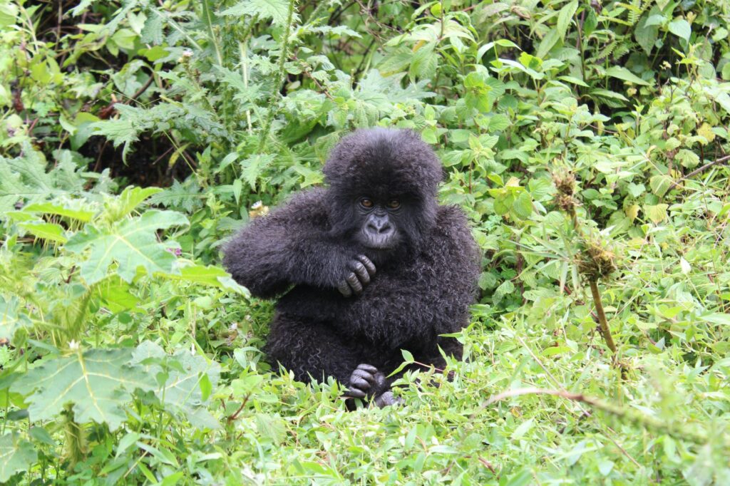 Porter helping a trekker on a steep Bwindi forest descent