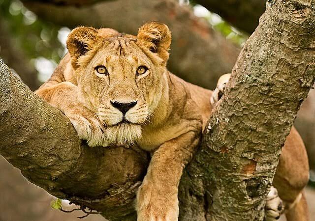 Tree-climbing lions in the Ishasha sector of Queen Elizabeth National Park