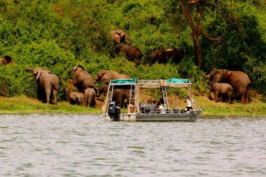 A boat safari on the Kazinga Channel, natural pairing with Kalinzu Forest chimpanzee tracking