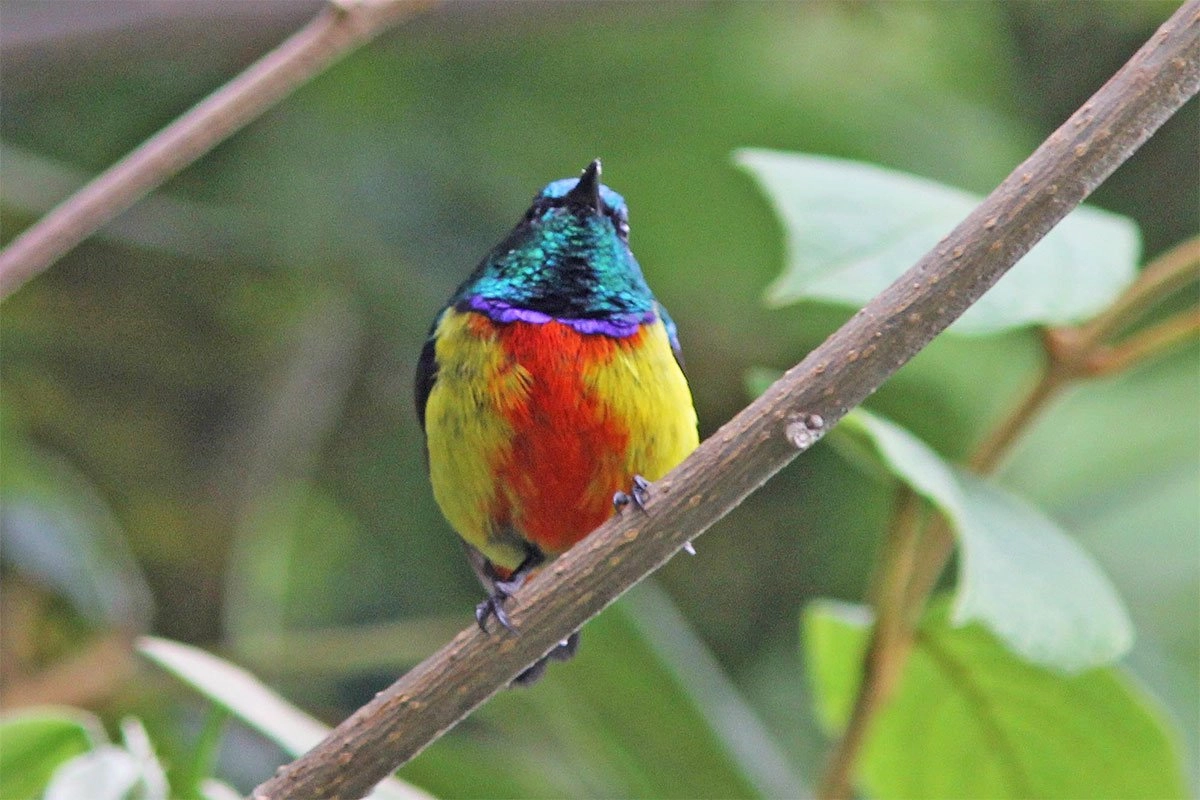 Birder with binoculars on a forest trail in the Ruhija sector, Bwindi