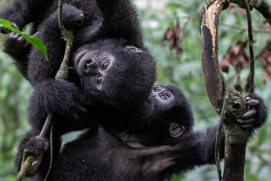 A habituated mountain gorilla family in the high-altitude forest of Ruhija