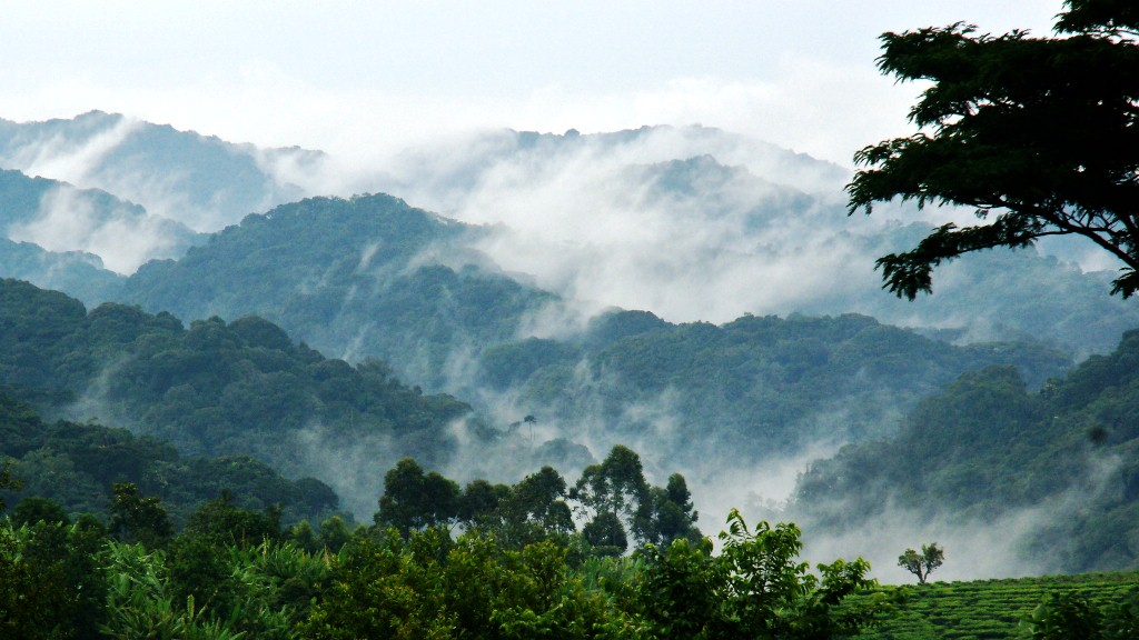 Trekker climbing a steep highland forest trail in the Ruhija sector
