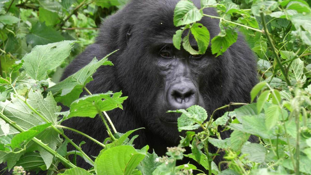 Trekkers at the Ruhija morning briefing before gorilla family allocation