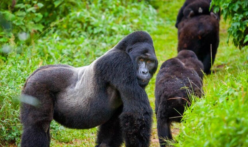 Ruhija Sector Gorilla Trekking: Bwindi’s Highland Sector Guide