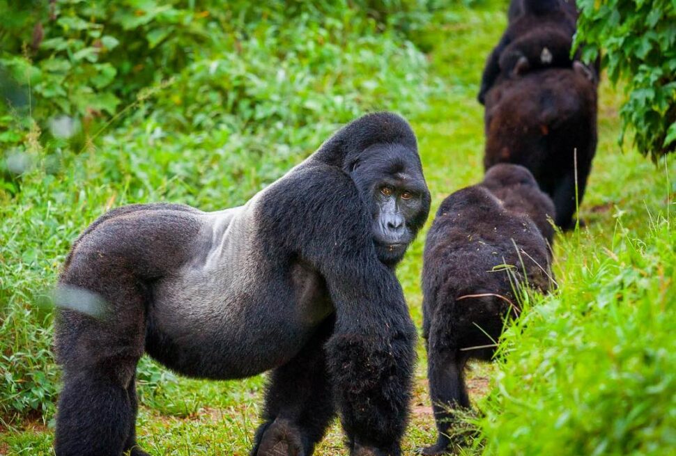 Ruhija sector gorilla trekking in Bwindi's high-altitude forest, Uganda