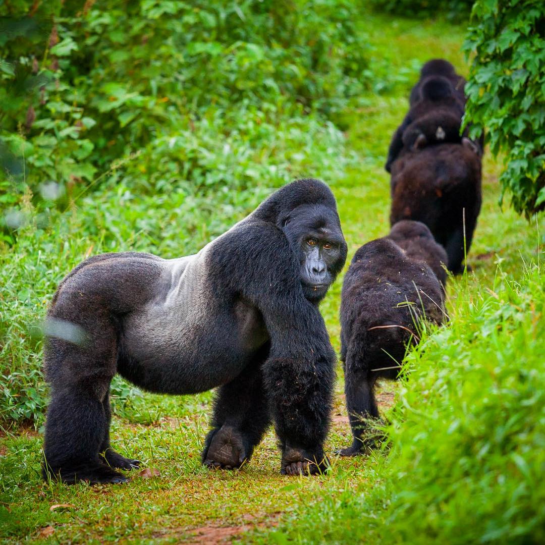 Ruhija sector gorilla trekking in Bwindi's high-altitude forest, Uganda