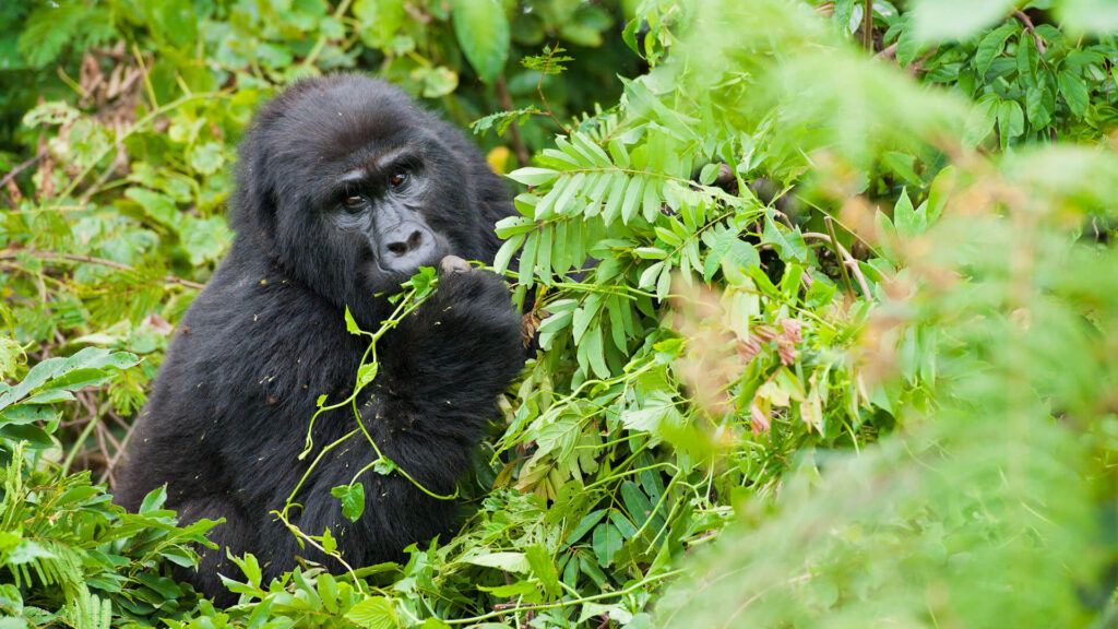 Trekkers at the Rushaga morning briefing before gorilla family allocation