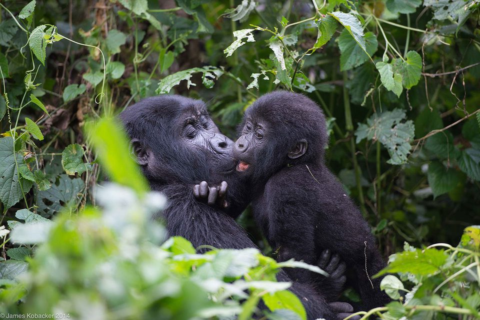 The Nshongi gorilla family in the forest of Rushaga sector, Bwindi