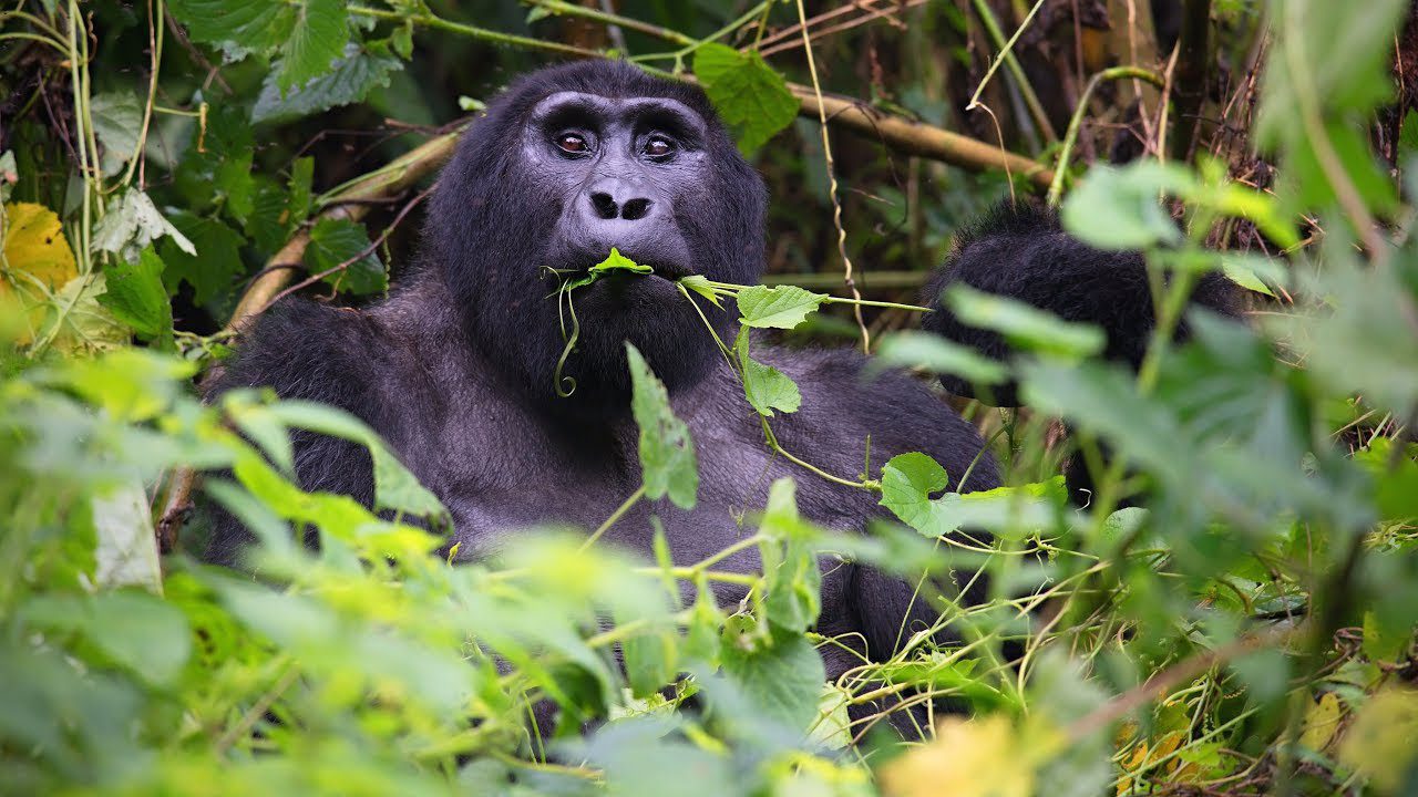 Trekkers at the morning briefing in Rushaga before gorilla family allocation