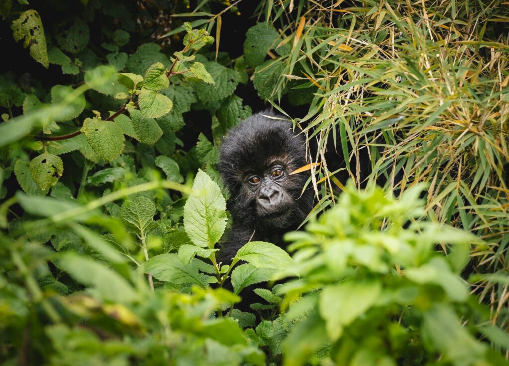 Trekkers maintaining the seven-metre distance from a gorilla family in Bwindi