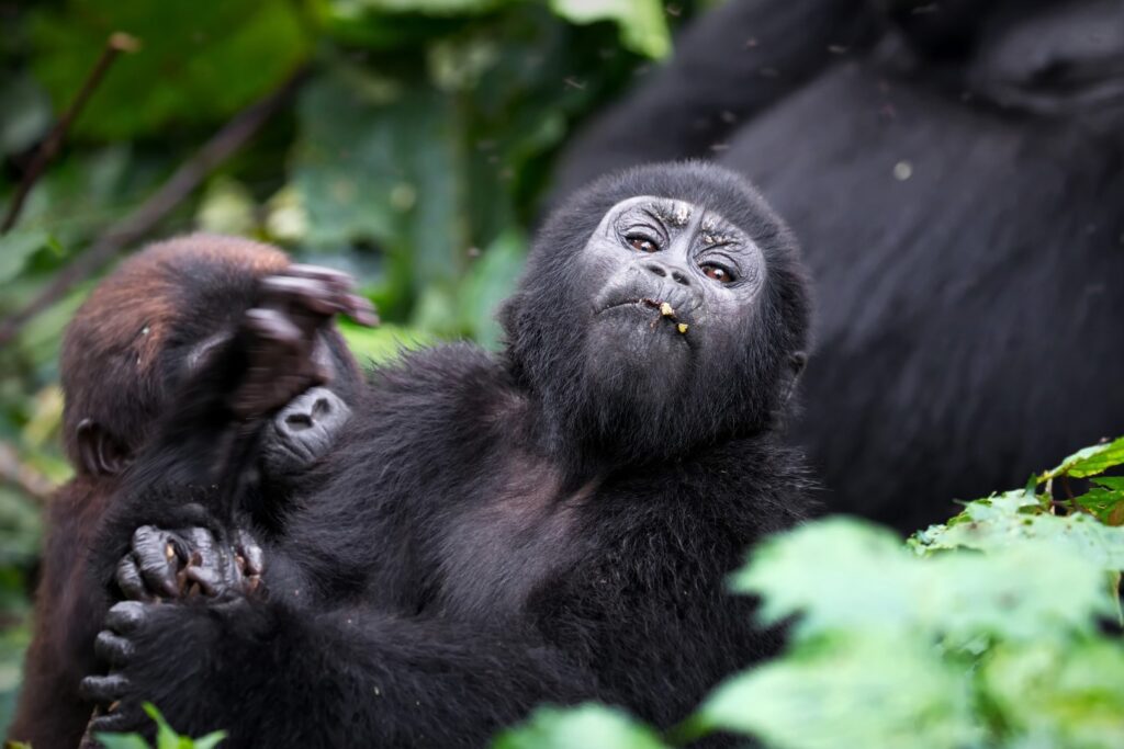 Five-step gorilla permit booking process from passport details to UWA issuance