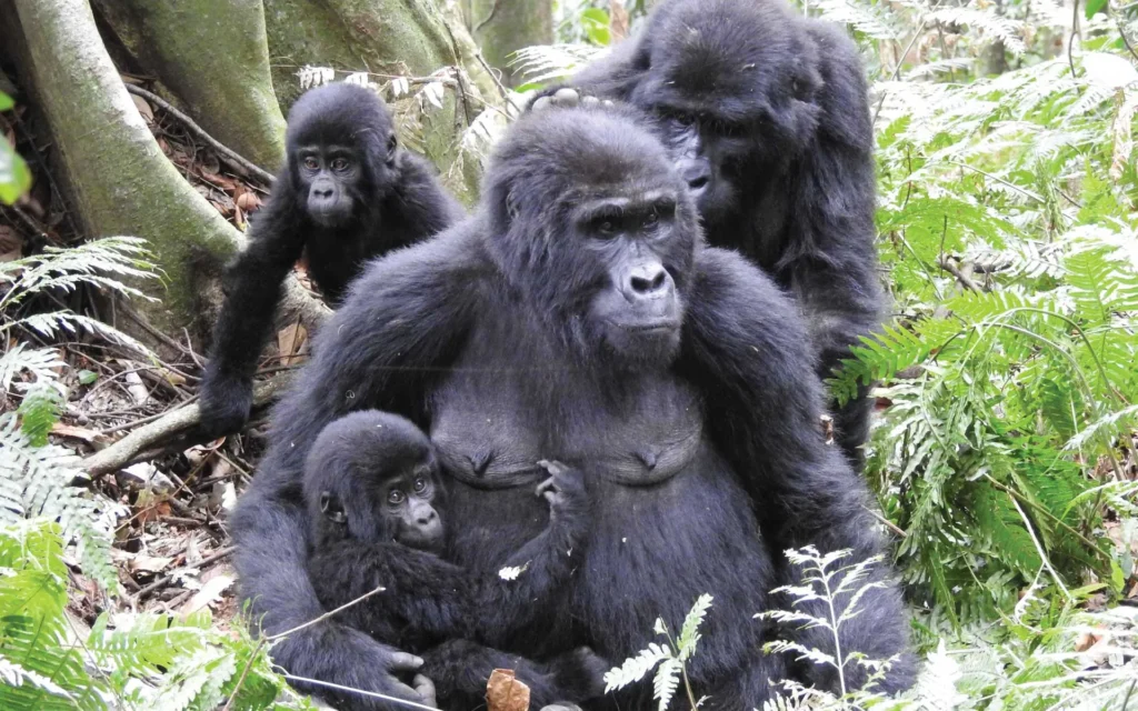 Gorilla family in Bwindi Impenetrable National Park on a Uganda gorilla safari from Canada
