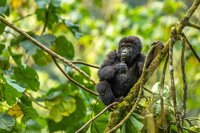 Mountain gorilla in Bwindi Impenetrable National Park on a Uganda gorilla safari from Canada