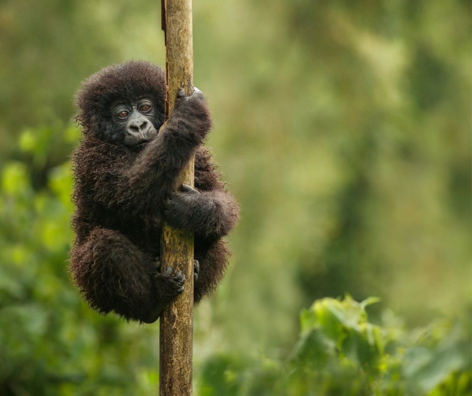 Trekkers walking through Bwindi forest on a Uganda gorilla safari from Canada