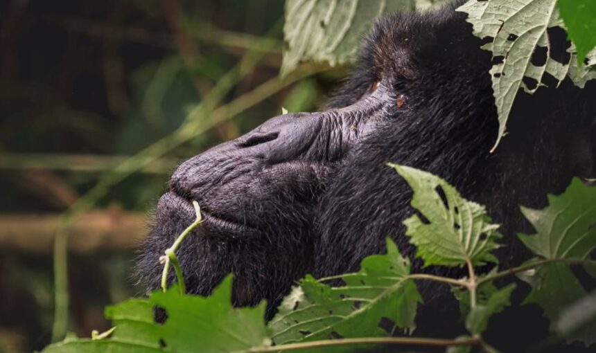 Uganda Gorilla Safari from the UK: Permits, Treks and Planning (2026 Guide)