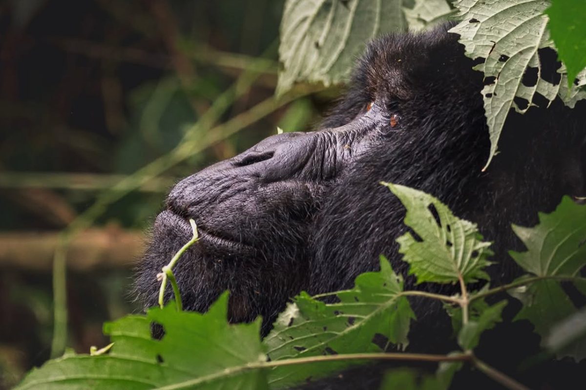 Mountain gorilla in Bwindi Impenetrable National Park on a Uganda gorilla safari from the UK