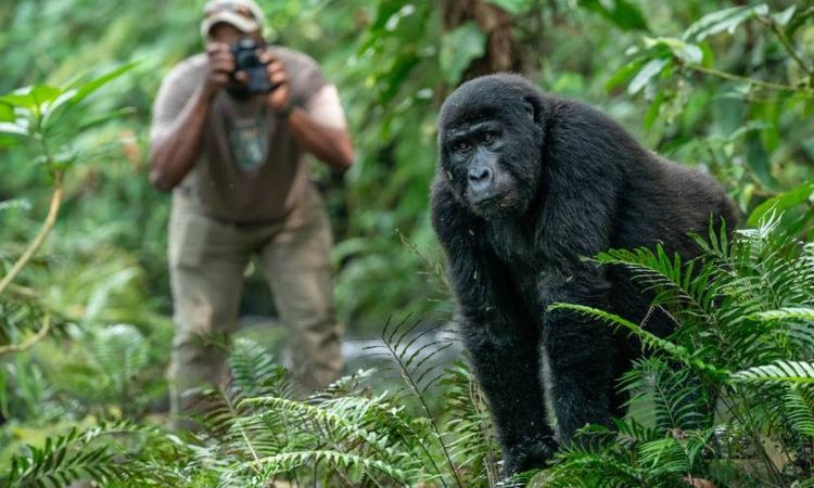 Trekkers walking through Bwindi forest on a Uganda gorilla safari from the UK