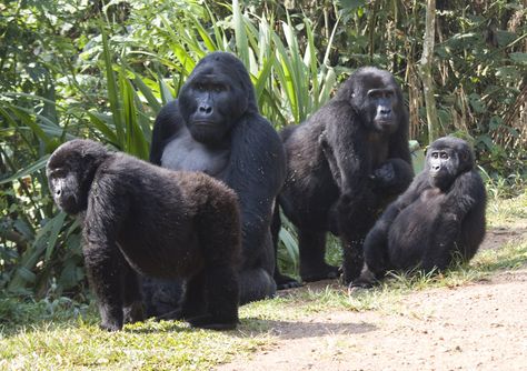 Gorilla family in Bwindi Impenetrable National Park on a Uganda gorilla safari from the USA