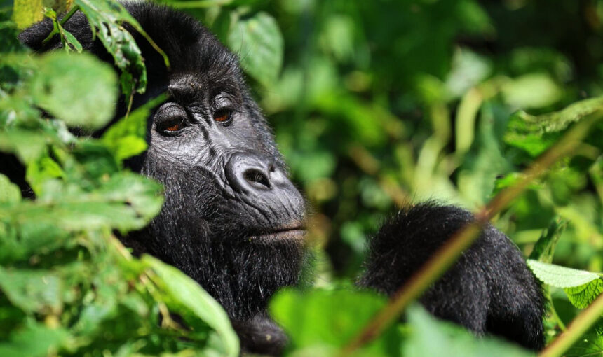 Uganda Gorilla Safari from the USA: Permits, Treks and Planning (2026 Guide)