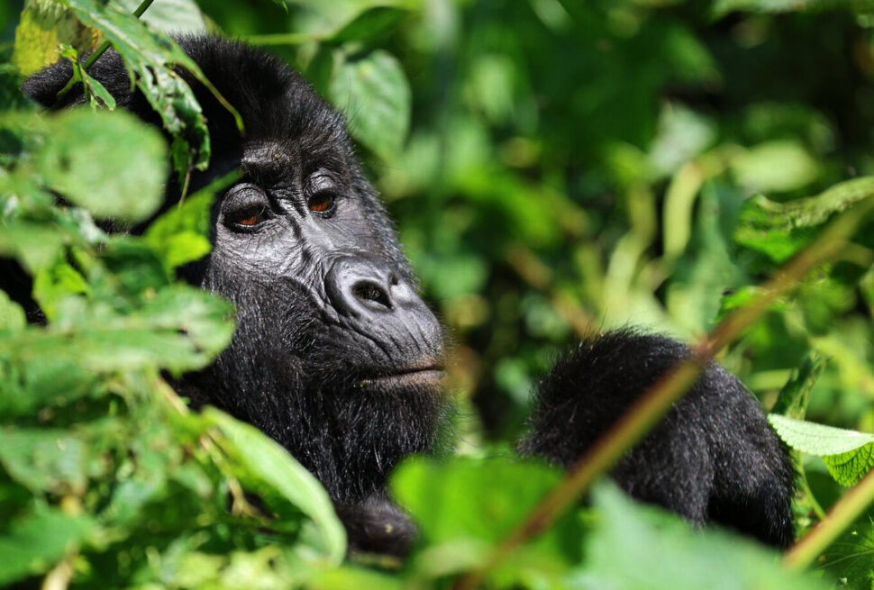 Mountain gorilla in Bwindi Impenetrable National Park on a Uganda gorilla safari from the USA