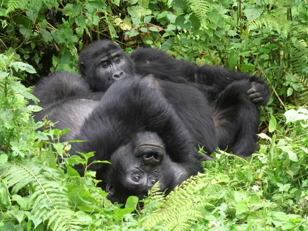 Trekkers walking through Bwindi forest on a Uganda gorilla safari from the USA