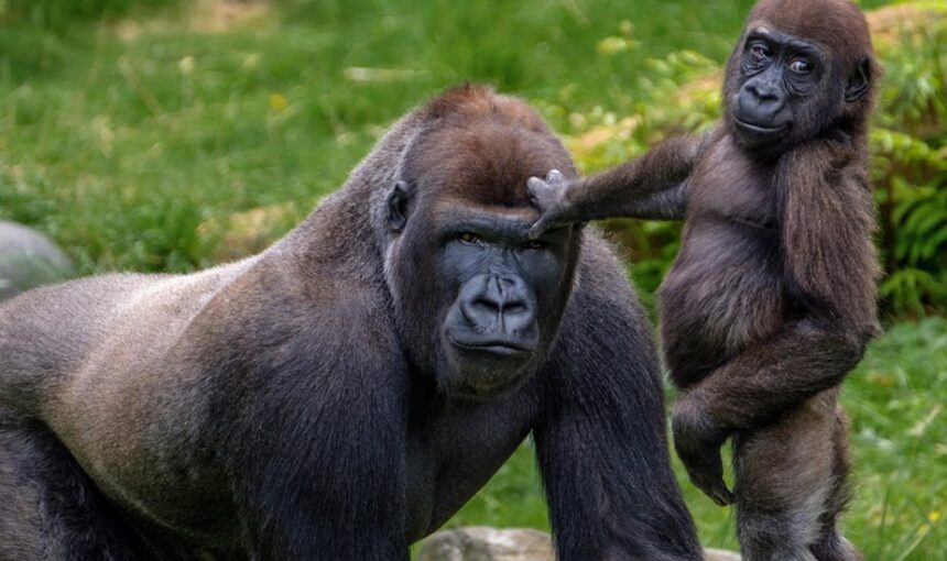 Uganda Gorilla Trekking Safari: Bwindi & Mgahinga Tours