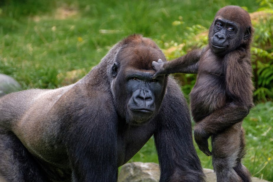 Uganda gorilla trekking safari in Bwindi and Mgahinga — trekkers on a forest trail with a ranger