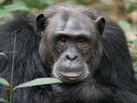 Uganda Primate Safari Itinerary 10 Days: The Complete Route