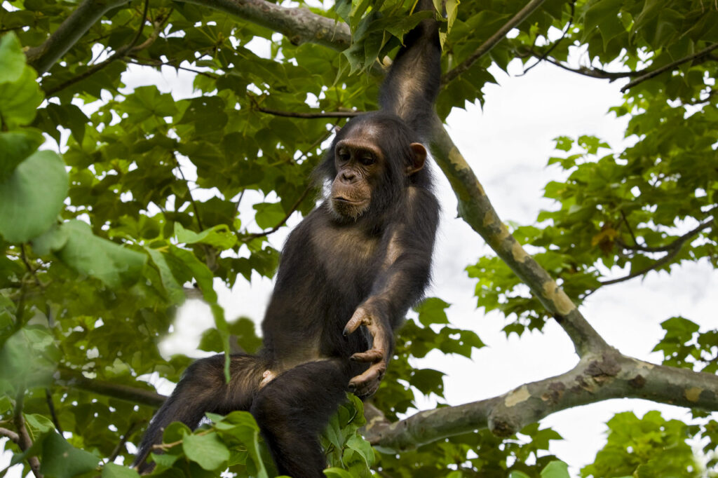 Trekkers on a combined chimpanzee and gorilla safari in Uganda
