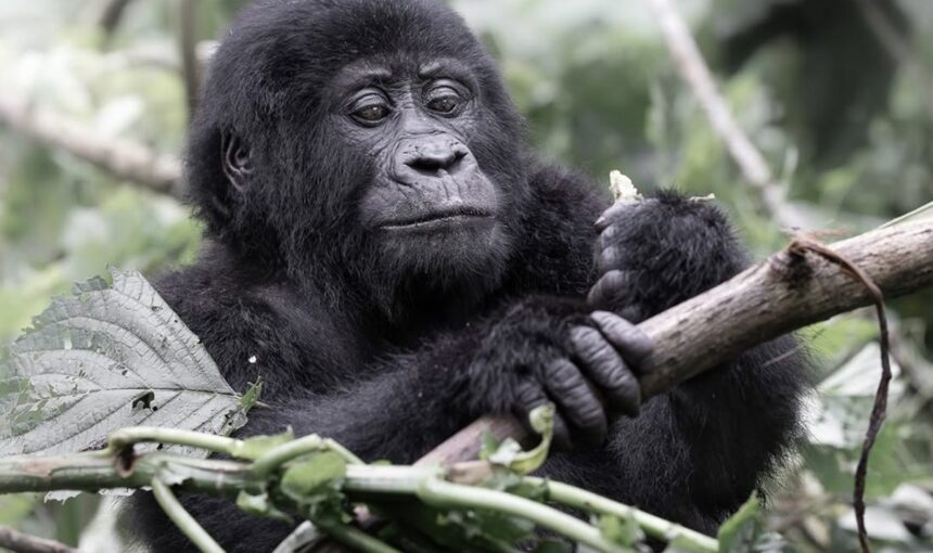 Uganda Safari from Belgium: Flights, Visa Rules and How to Plan (2026 Guide)