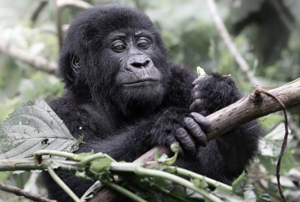 Mountain gorilla in Bwindi Impenetrable National Park on a Uganda safari from Belgium
