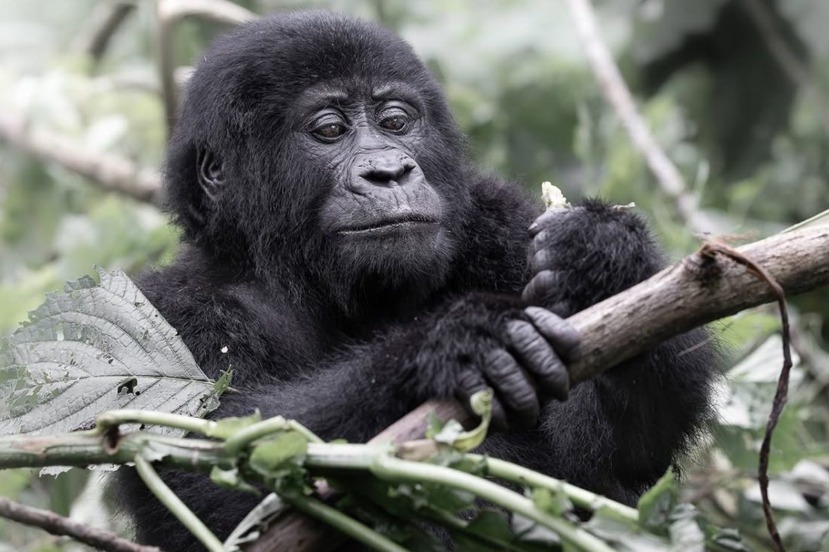 Mountain gorilla in Bwindi Impenetrable National Park on a Uganda safari from Belgium