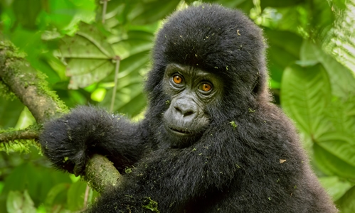 Mountain gorilla in Bwindi Impenetrable National Park on a Uganda safari from Denmark