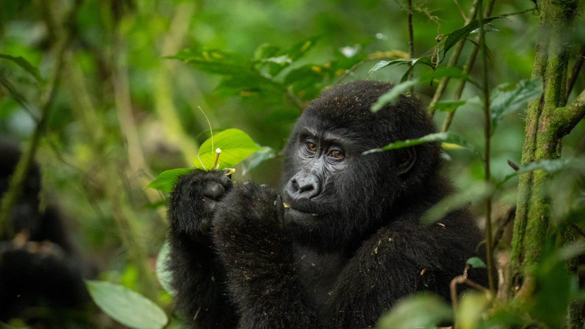 Gorilla trekking in Bwindi Impenetrable National Park on a Uganda safari from France