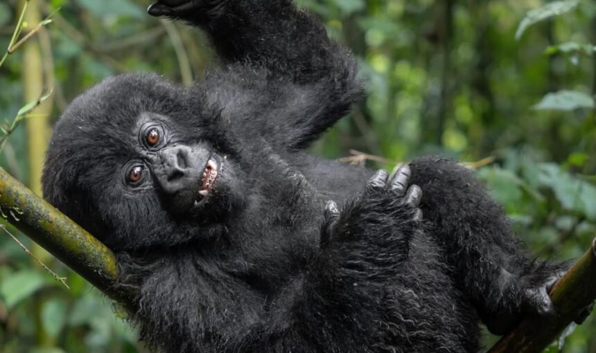 Uganda Safari from France: Flights, Visa Rules and How to Plan (2026 Guide)